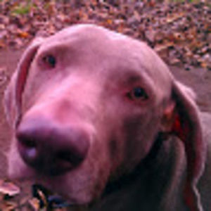 Meet your Posher, Jerome